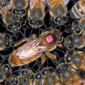 ABEJA REINA AFRICANIZADA FECUNDADA Y MARCADA
