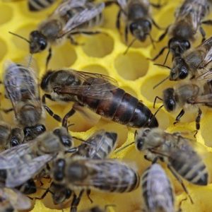 ABEJA REINA AFRICANIZADA VIRGEN